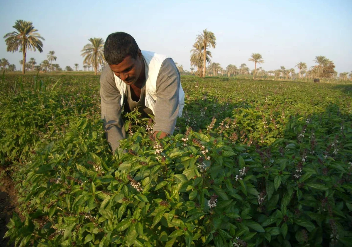 Egyptian farmer harvesting basil in the field